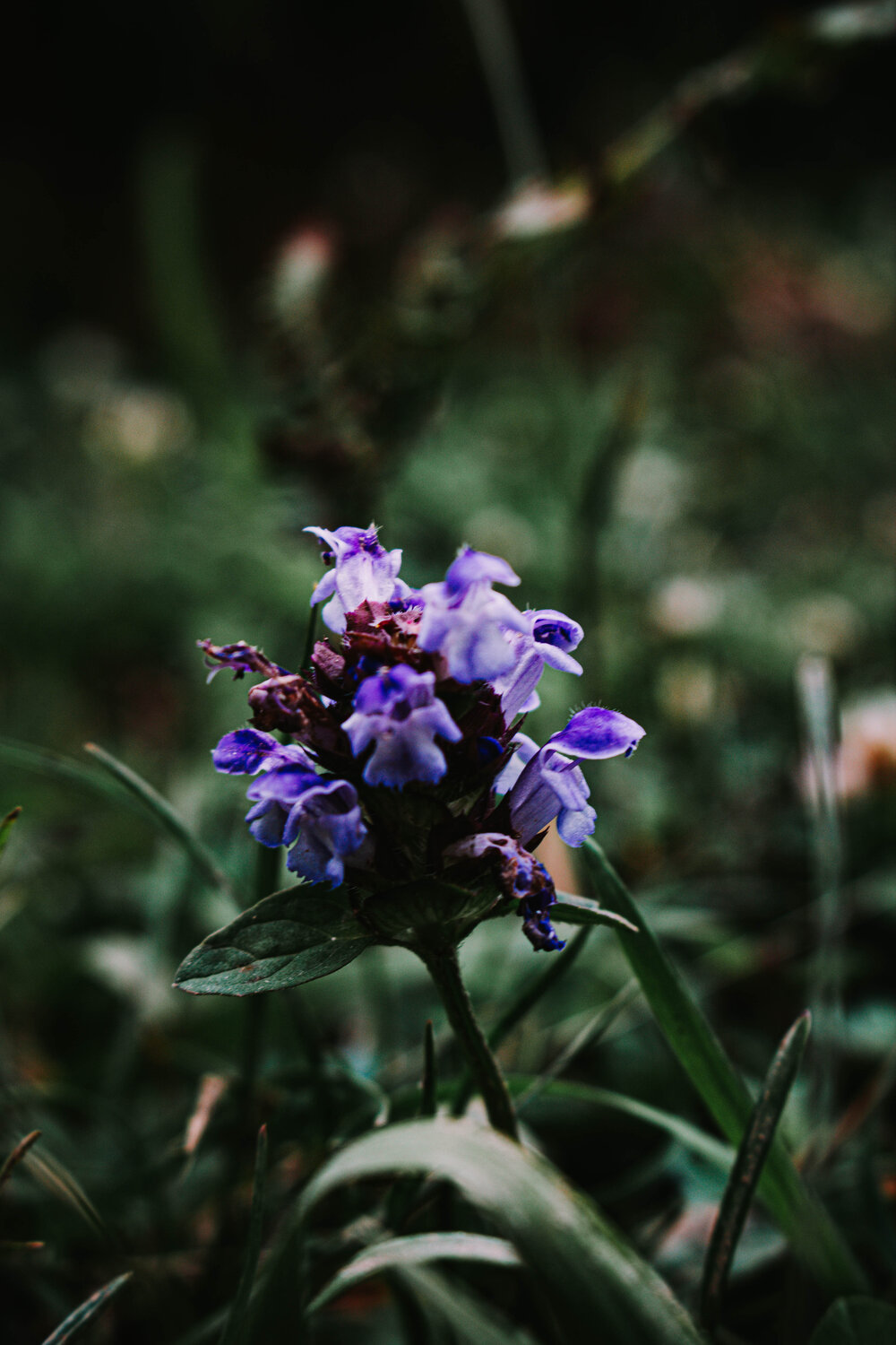 Photo #13908053