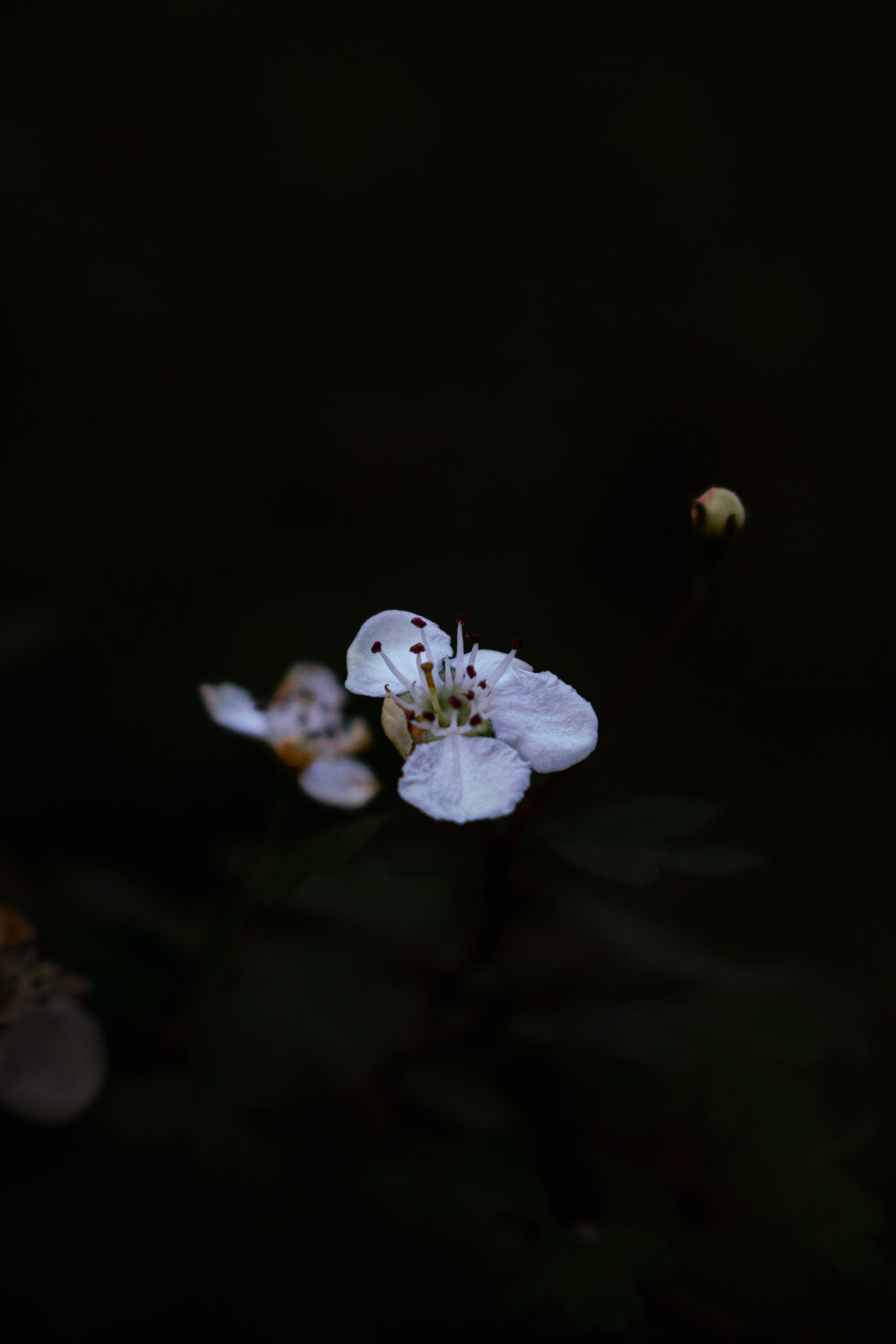 Photo #13908054
