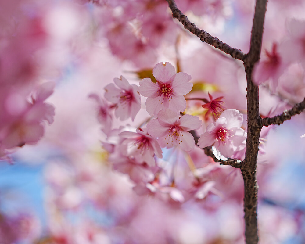 Photograph by Kuramochi Kunio