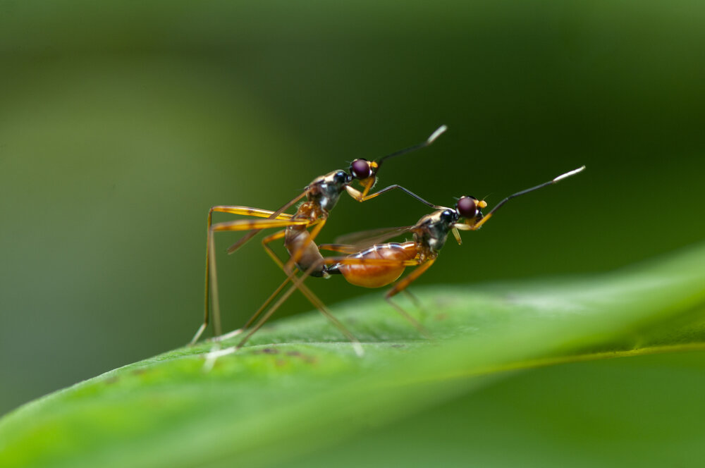 Photograph by Chamara Sulakkhana Polwatta Siriyalage