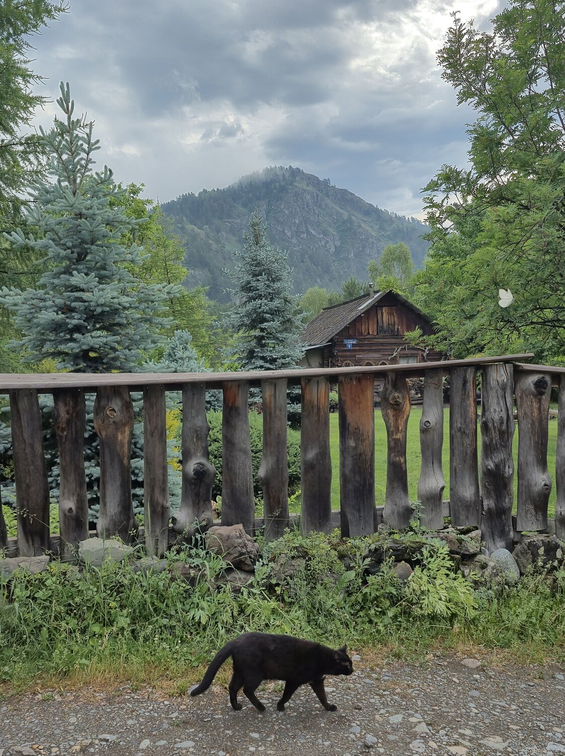 Photo #13908286