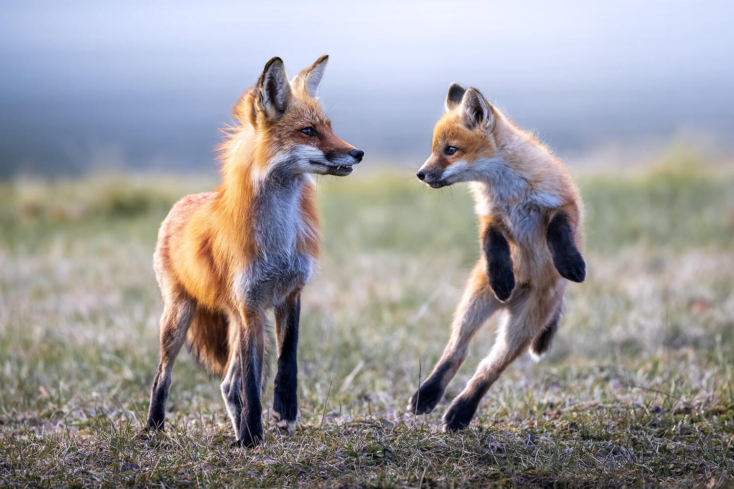 Photo #13908331