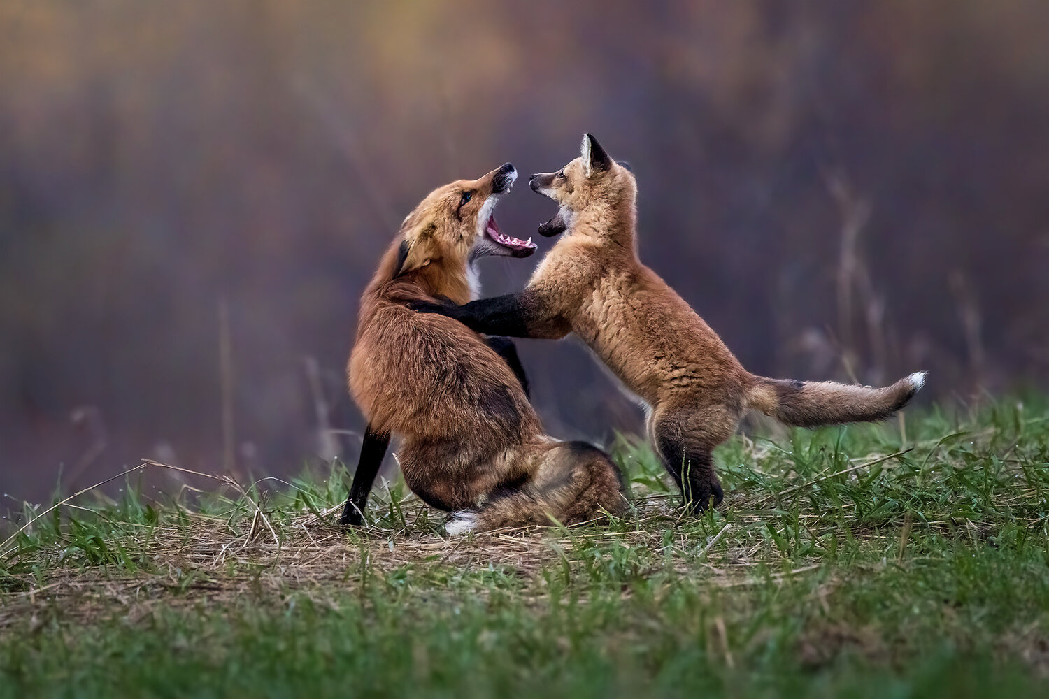 Photo #13908335