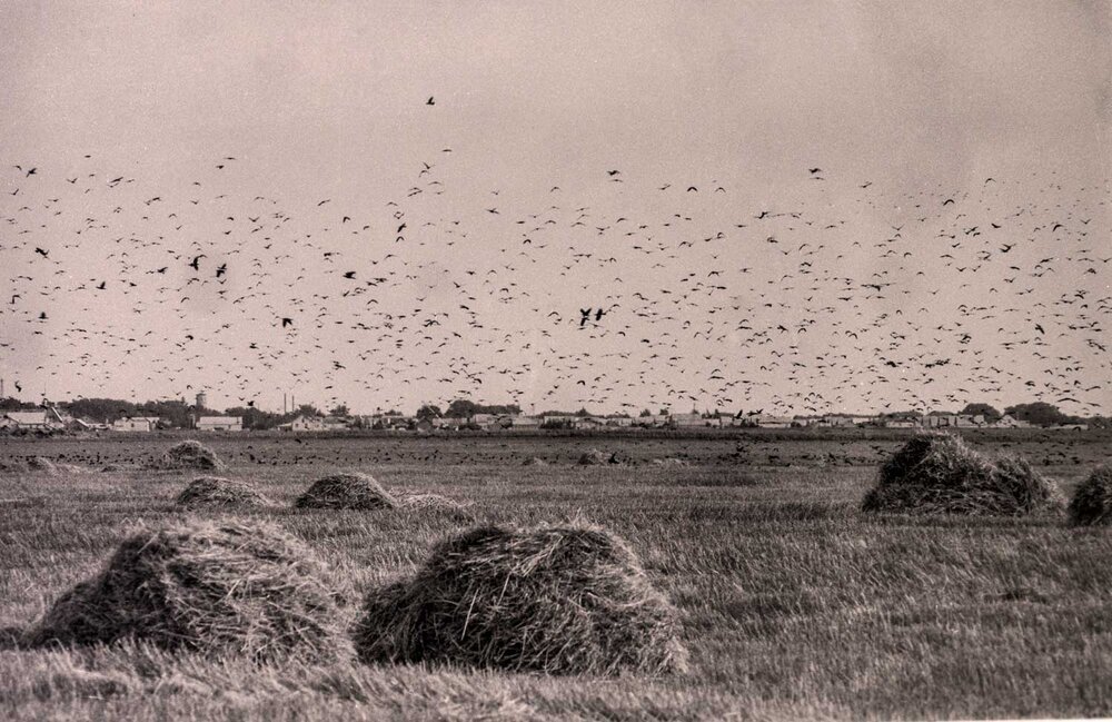 Photograph by Владимир Зубов