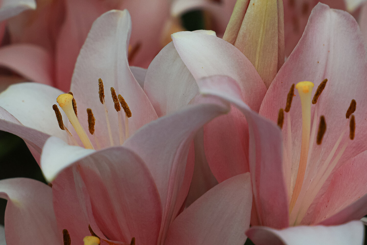 Photo #13908408