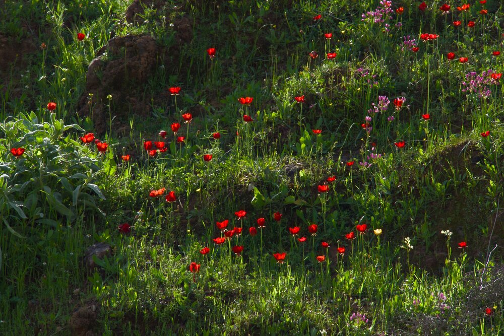 Photograph by iliya khodadady