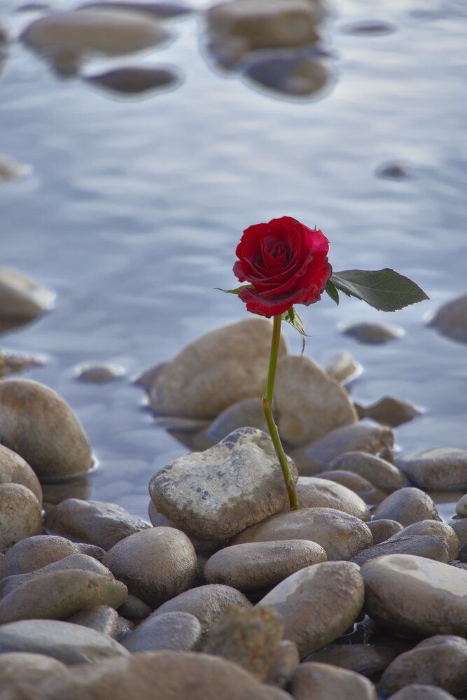 Photograph by iliya khodadady