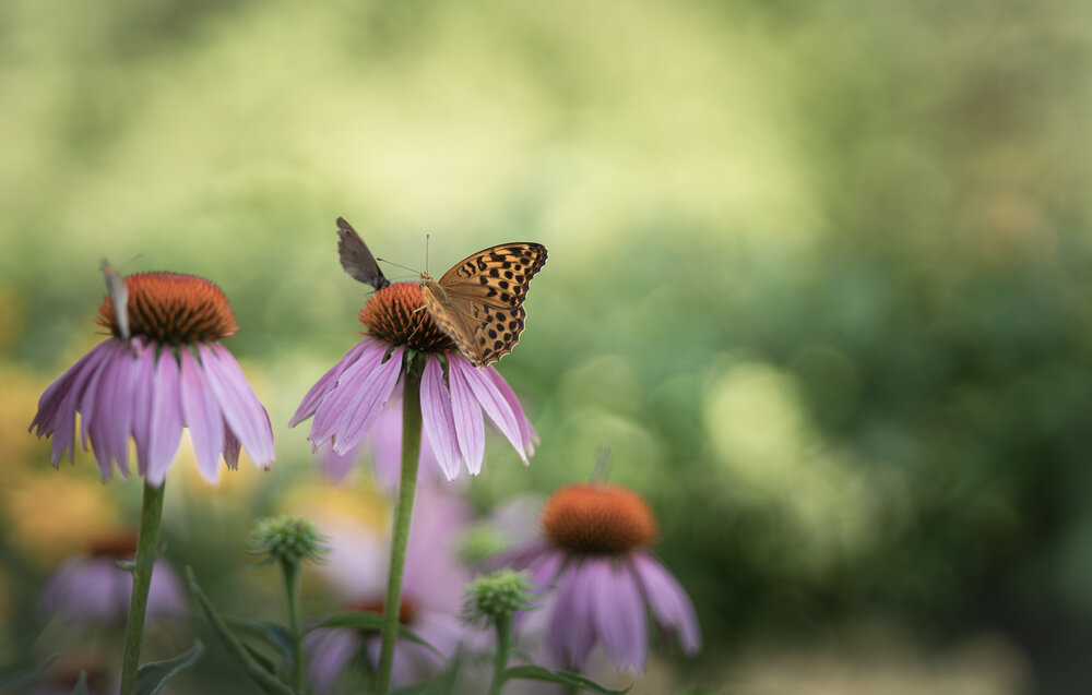 Summer Stillness