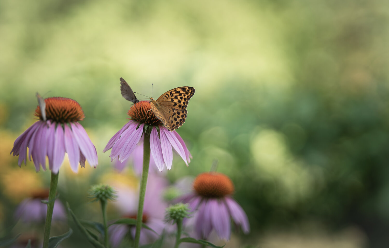 Summer Stillness
