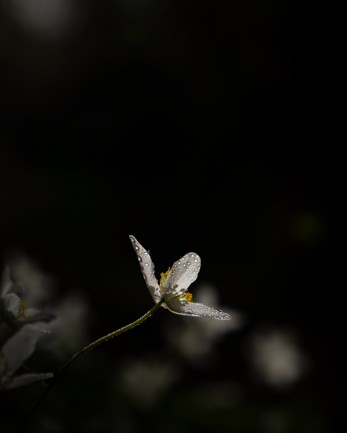 Jewels of Rain