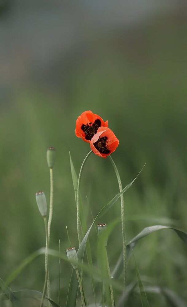Photograph by Ксанка Севостьянова