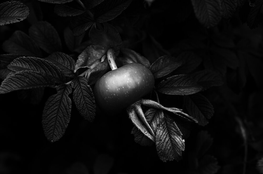 Photograph by Nobu-Oh