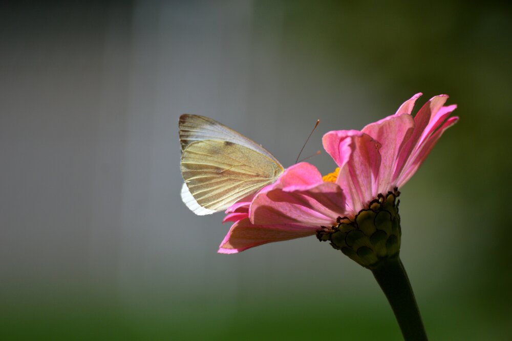 Photograph by Olja Simovic