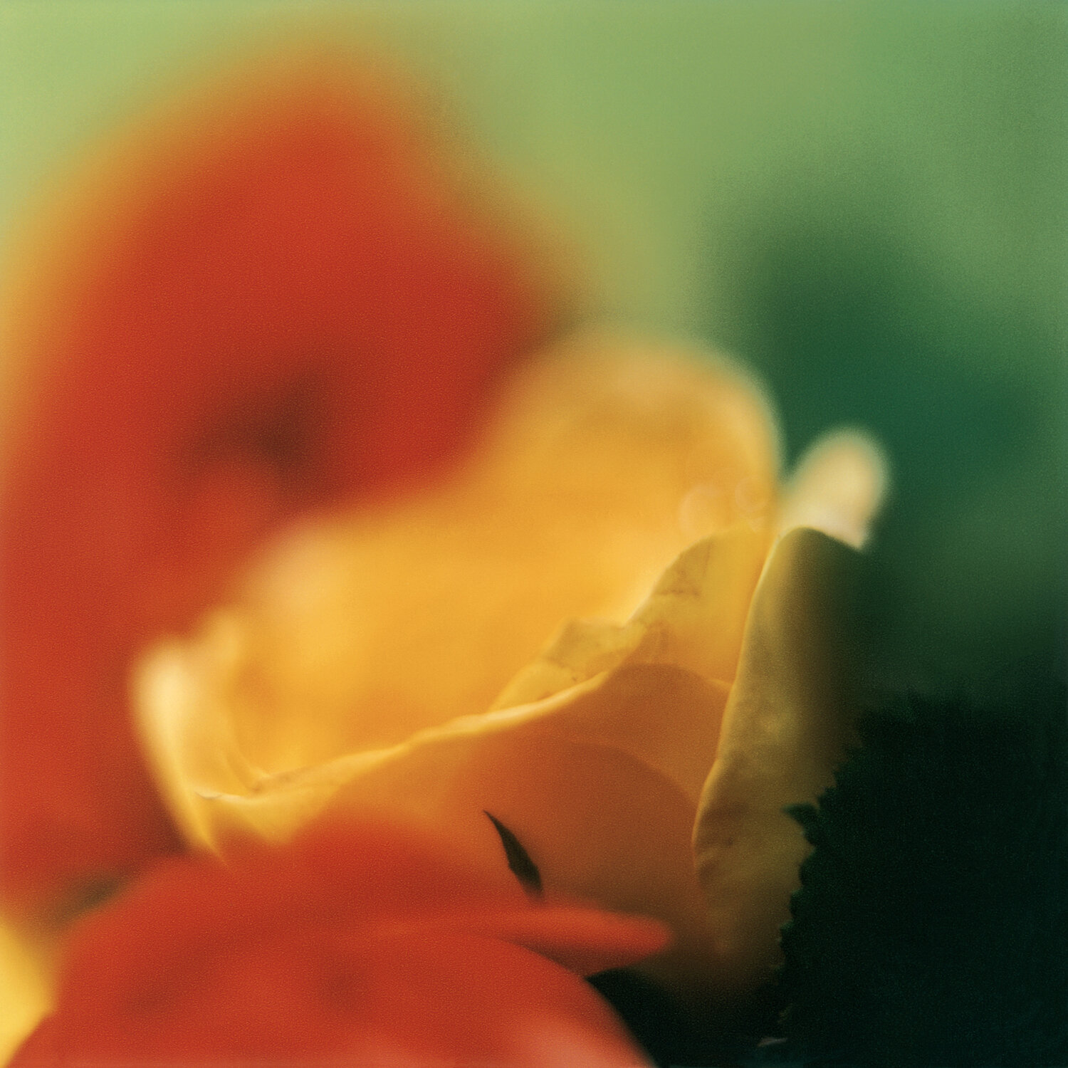 FLOWER 1