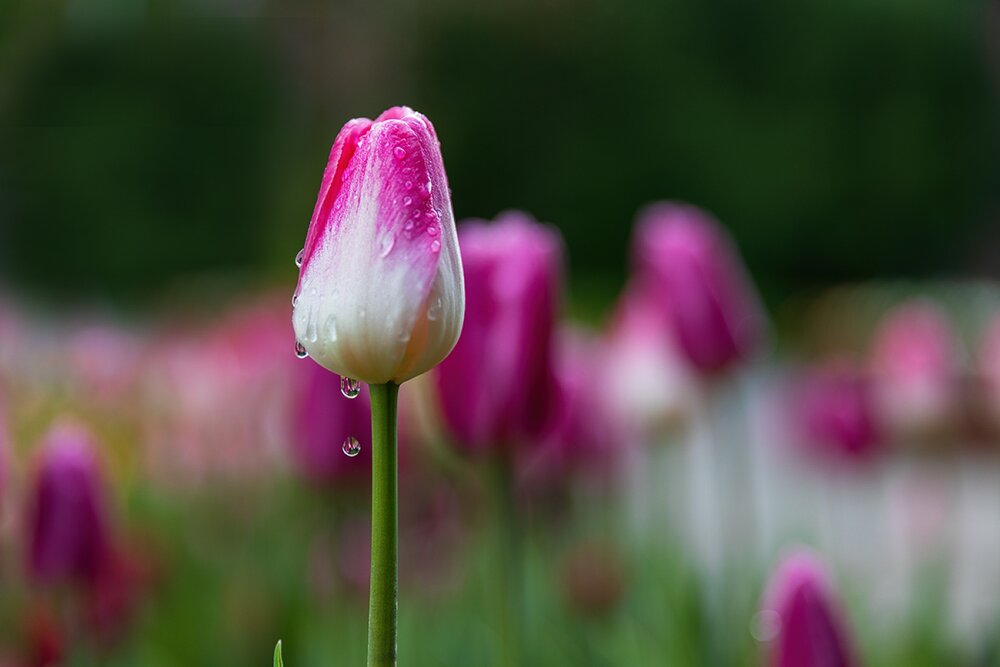 Photograph by Михаил Мак