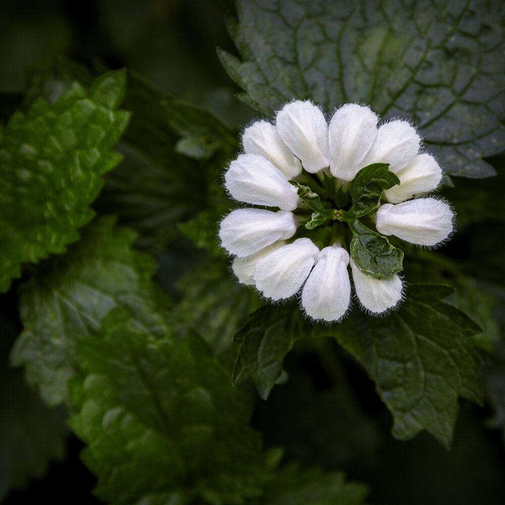 Photograph by Михаил Мак