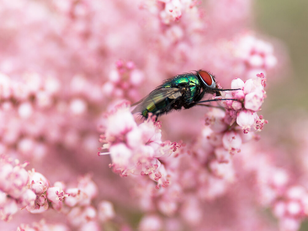 Photograph by Davoud Naeimi
