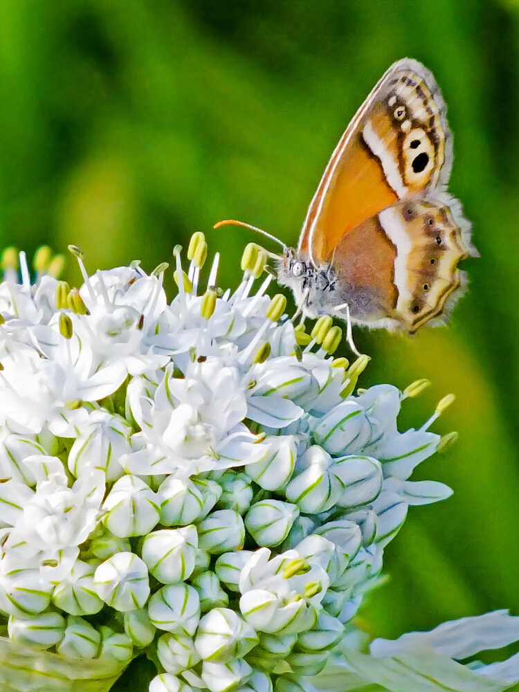 Photograph by Davoud Naeimi