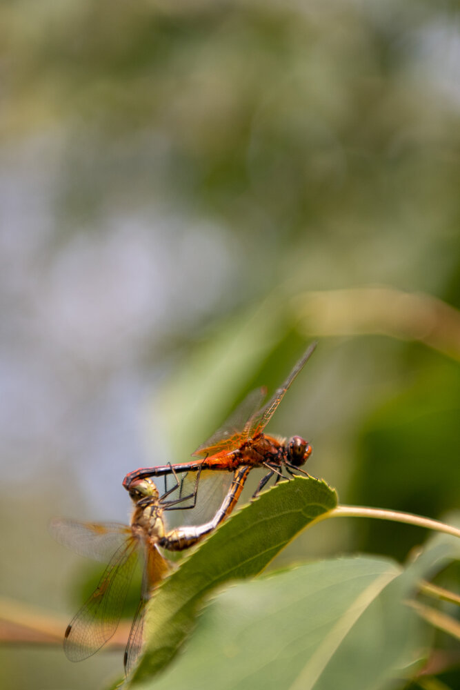 Photograph by Светлана Ермакова