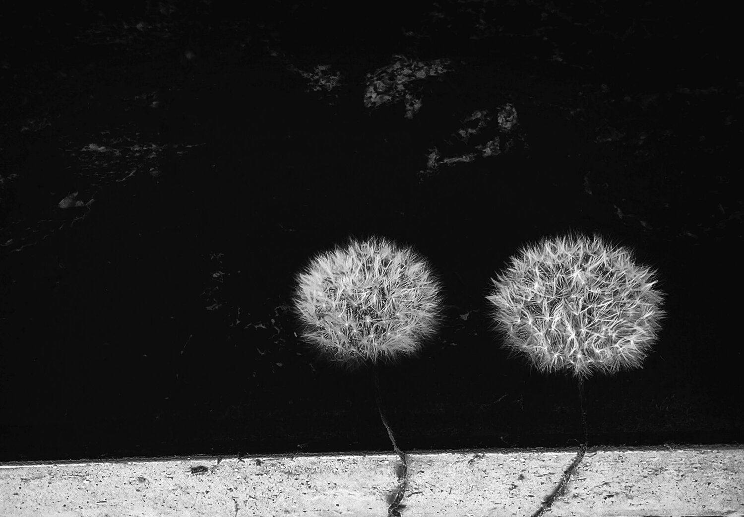 Photo #13909374