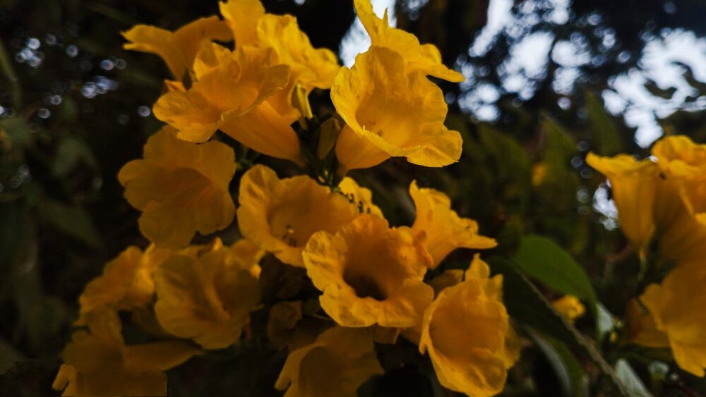 The Yellow Queen