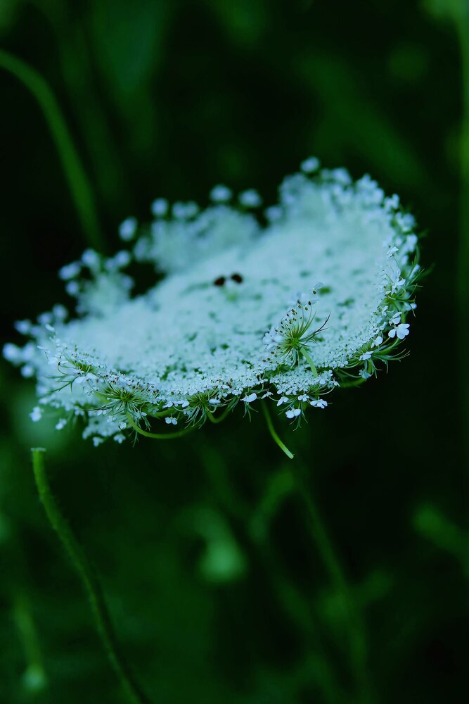 Photograph by Victoria Zubova