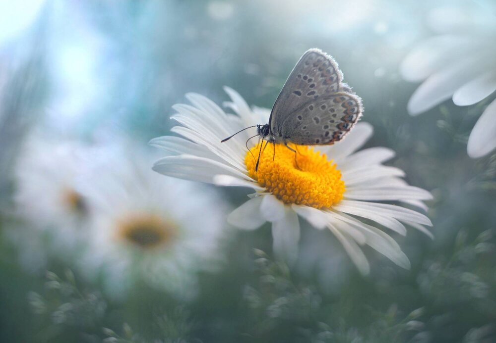 Photograph by Алёна Сурнина