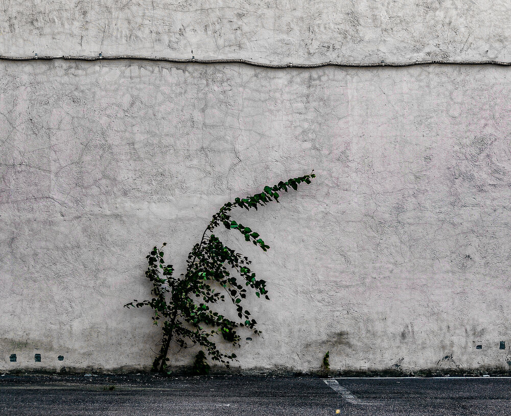 Photo #13909754