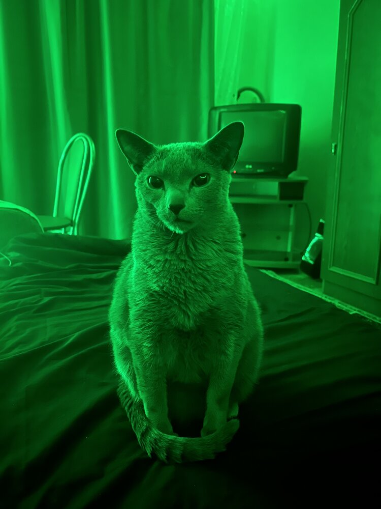Кот «Оскар»