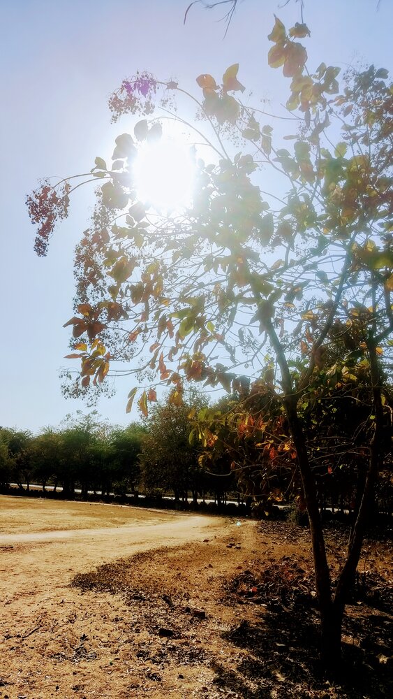 NATURE
