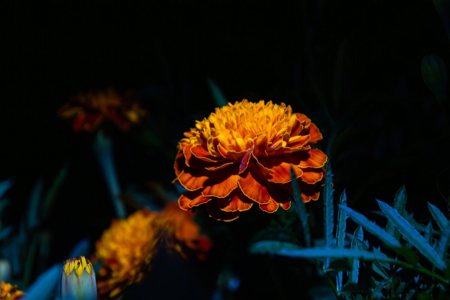 Photo #13909913