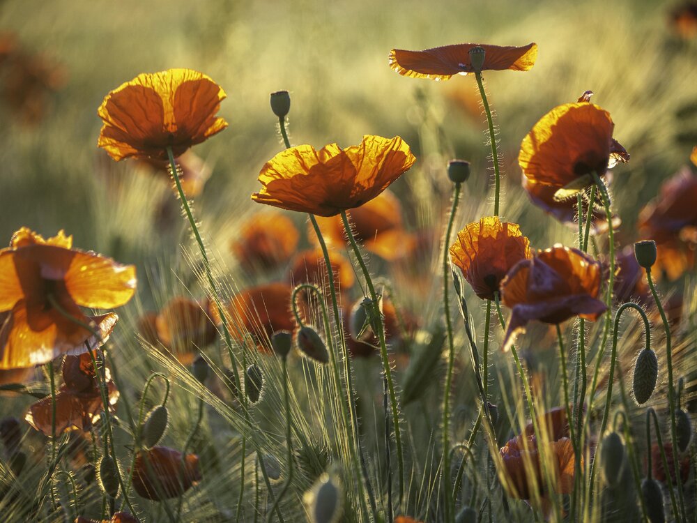 Photograph by Лейла Свекольникова