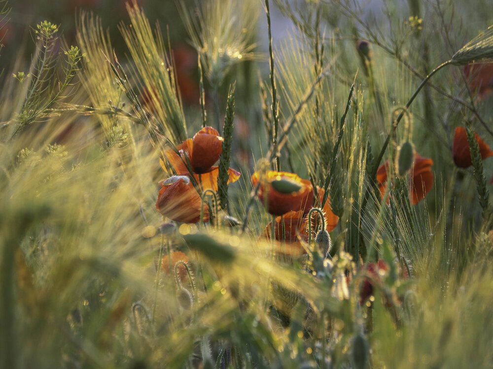 Photograph by Лейла Свекольникова