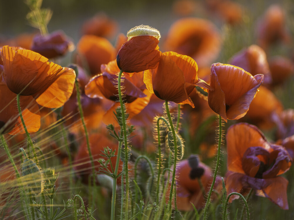 Photograph by Лейла Свекольникова