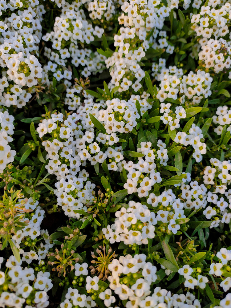 White Carpet of Alyssum