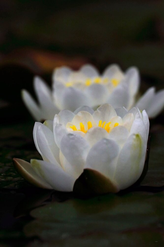 Photograph by Ricardo Vergara
