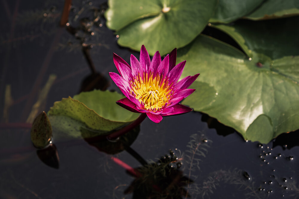 Fuchsia-colored star lotus