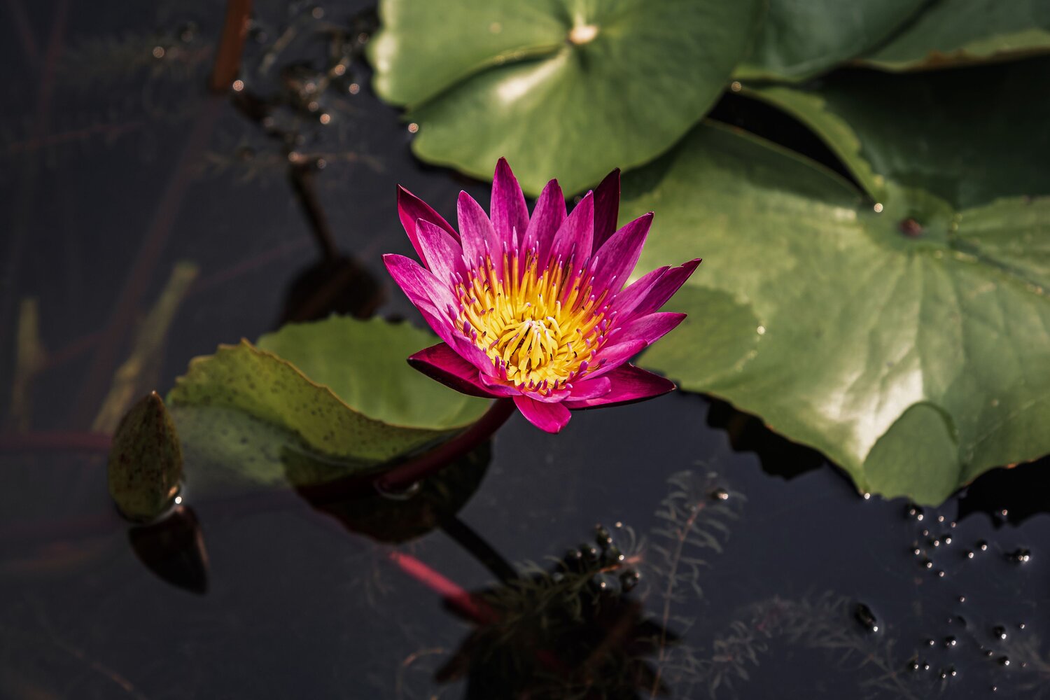 Fuchsia-colored star lotus