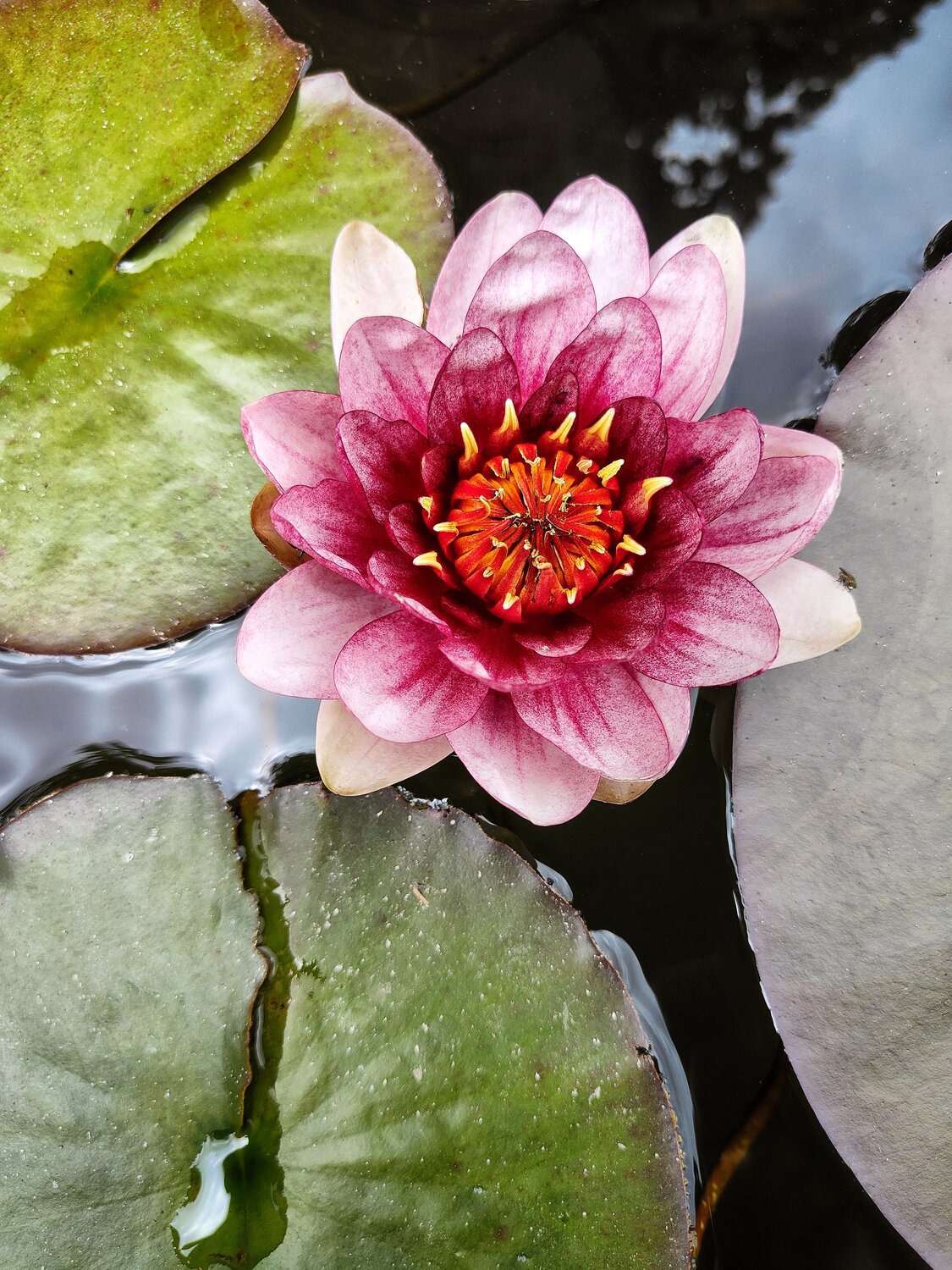 Delicate flower
