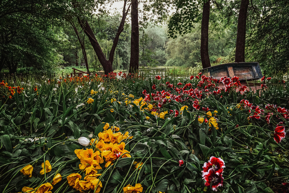 The season of tulips in the Aptekarsky Ogorod