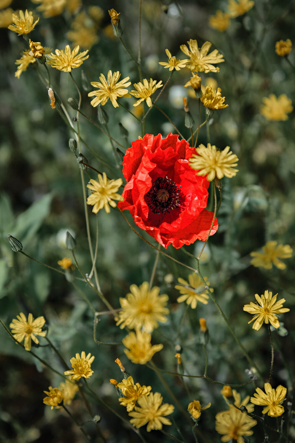 Poppy and friends