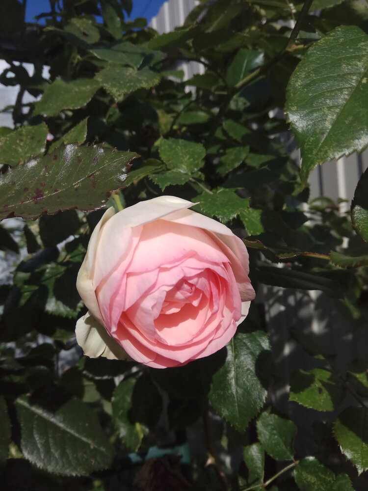 Photograph by Елена Прокофьева