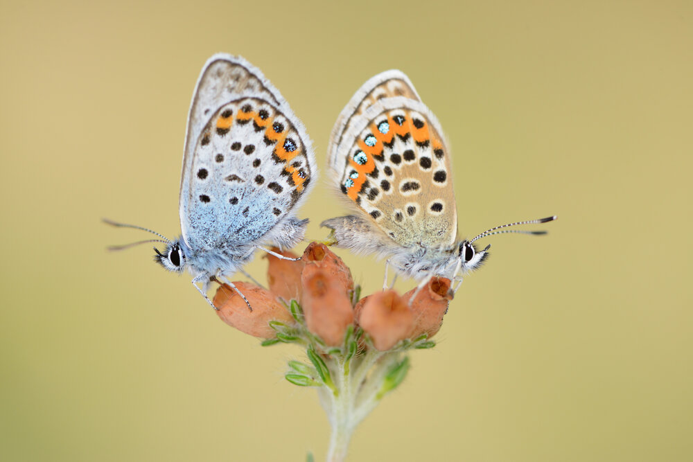 Photograph by ruurd visser