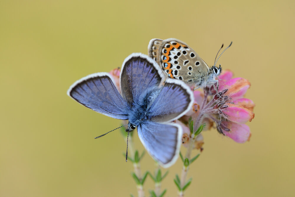 Photograph by ruurd visser