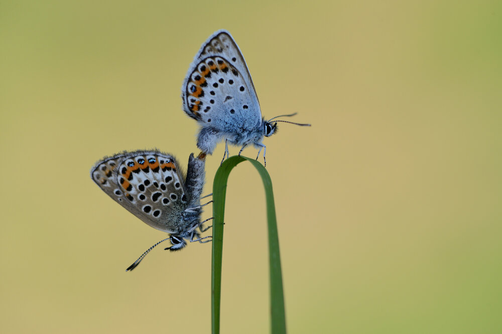 Photograph by ruurd visser
