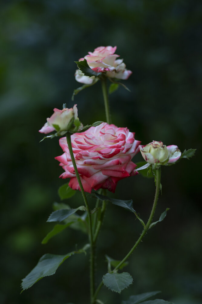 Photograph by Алена Волкова