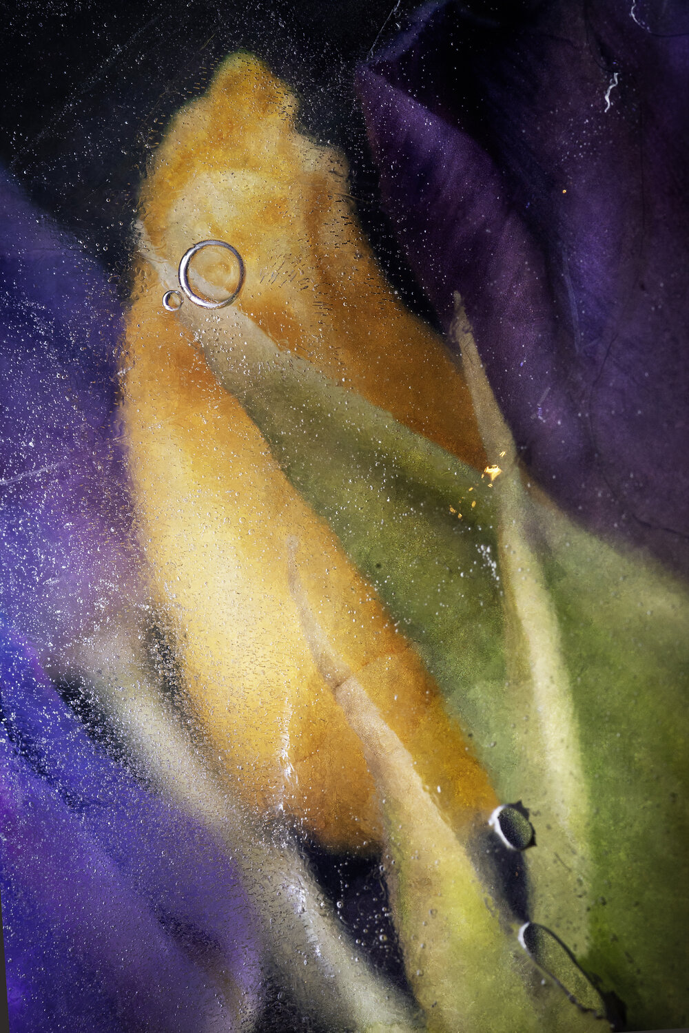 Photo #13910282