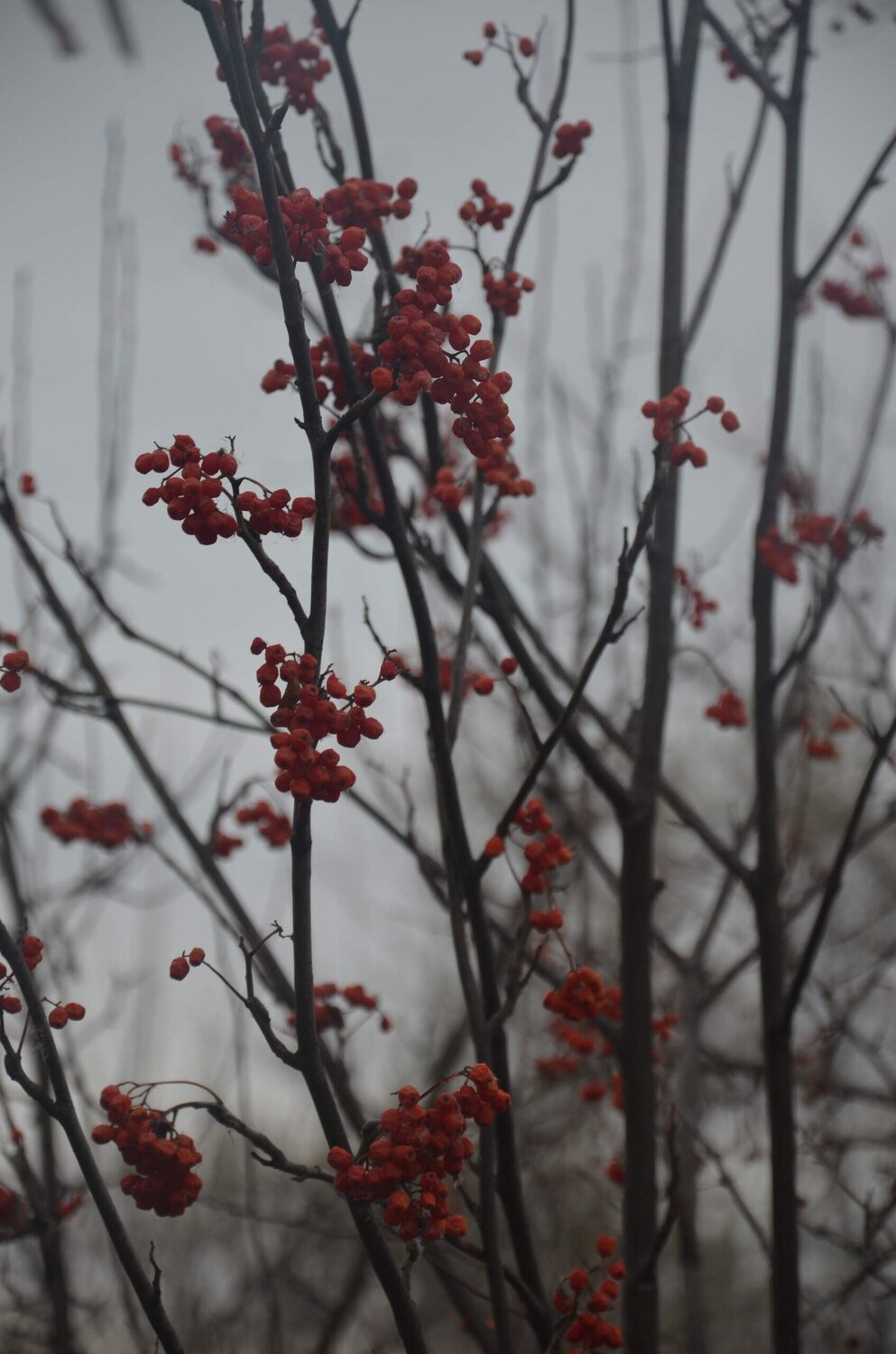 Photo #13910296