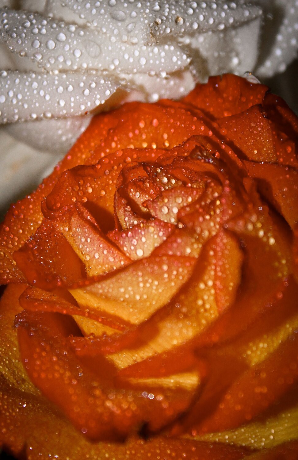 Photo #13910376