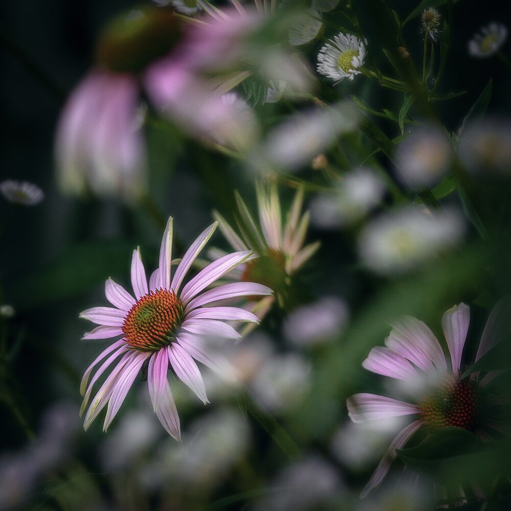 Photograph by Larisa Kulnichenko
